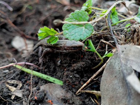 Lebendige Waldeidechse versteckt sich unter grünen Blättern und tarnt sich vor dem Hintergrund des Bodens. Reptil im Frühlingsgarten.