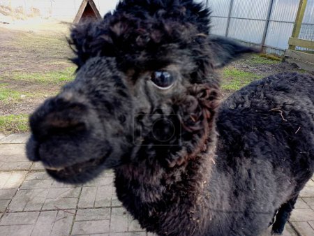 A funny black llama looks into the camera lens. Keeping wild animals at home. Pack animals.