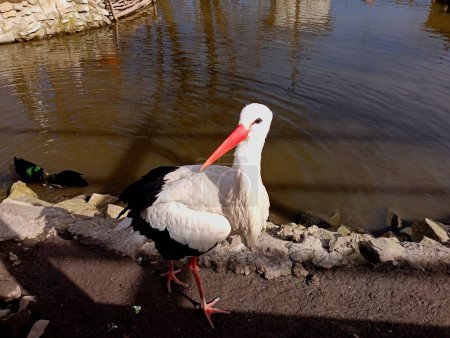A white stork strolls along the shore of a small stone-lined pond. A beautiful bird with long legs and a long red beak