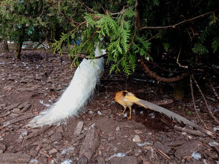 Unter einem Baum verstecken sich ein weißer Pfau und ein goldener Fasan. Zwei wunderschöne Vögel von weißer und gelber Farbe. Pflege und Pflege exotischer Vögel.