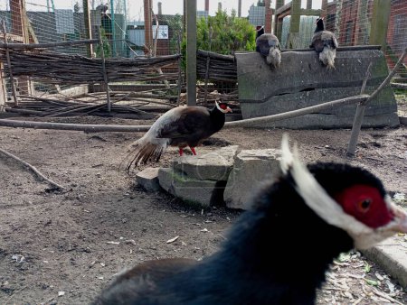 Das Foto zeigt Braunohr-Fasane in einem speziellen Gehege zur Haltung. Exotische Vögel im Gehege mit Steinen im Zoo.