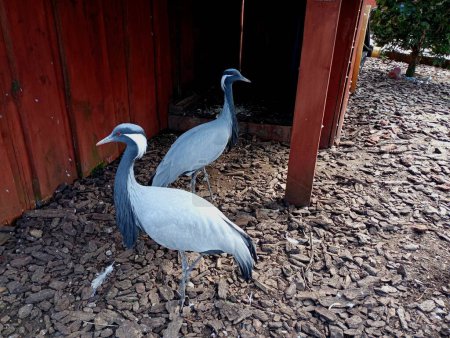 Gray steppe cranes are grazing near a wooden wall. Cranes are beautiful migratory birds with long legs and strong beaks.