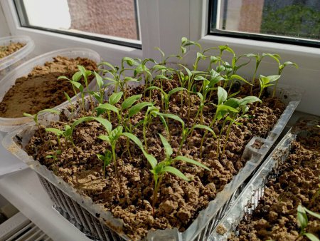 Plántulas de pimienta joven en la ventana. Cultivar verduras de forma independiente en casa en el alféizar de la ventana. Plántulas verdes jóvenes en macetas de plástico en el suelo.