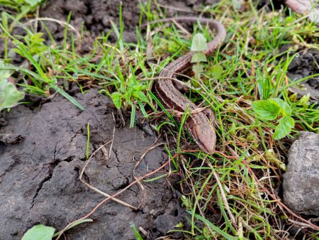 Eine graue Waldechse versteckt sich auf dem Boden zwischen kleinen grünen Gräsern. Gelbblütiges lebendgebärendes Reptil im Garten. Wildtiere unter natürlichen Bedingungen.