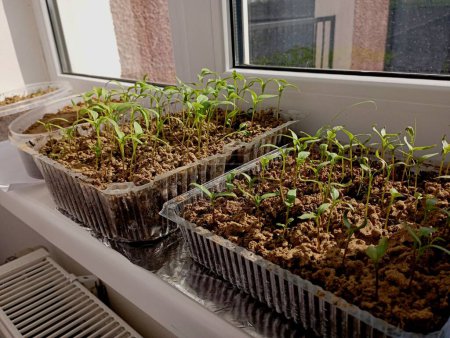 Paprika-Sämlinge wachsen auf der Fensterbank in einem Plastikbehälter mit Erde. Vorbereitung der Pflanzen zur Pflanzung auf den Beeten im Frühjahr. das Thema Landwirtschaft und Gemüseanbau auf dem eigenen Grundstück.