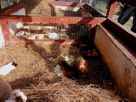 A cage with rabbits. Many rabbits on a litter of hay behind the fence. Maintenance of domestic animals.