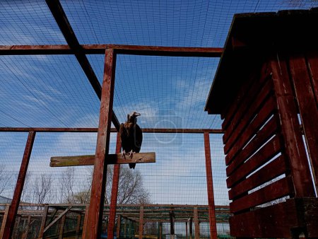 A black vulture sits aloft in a bird cage. Containment of large birds of prey.