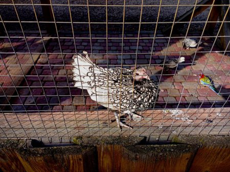 Ein Hahn der dekorativen Rasse der Meerrettichhühner hinter einem Gitter in einem gepflasterten Hühnerstall mit Papageien und anderen Hühnern.