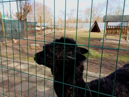 A black llama behind a green grate against the background of a fenced area with a feeder. Keeping exotic animals in captivity.