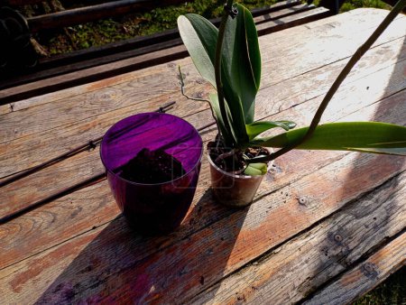 Pflanzentransplantation. Auf dem Tisch draußen stehen eine Orchidee und ein neuer violetter Topf zum Verpflanzen der Pflanze. Zimmerpflanzen und ihre Pflege. Tropische Blumen und ihre Pflege zu Hause.