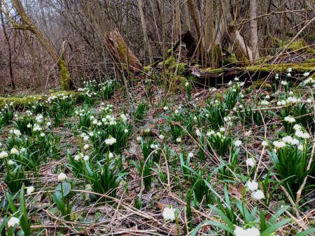 Eine Lichtung von Schneeglöckchen in einem alten uralten Wald. viele Frühlingsblumen herum. Alte Bäume liegen auf dem mit Moos bewachsenen Boden