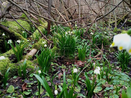 Spring snowdrops on the background of wooden logs on which green moss grows in the middle of a large clearing in the forest. The theme of the early arrival of spring and its first flowers.