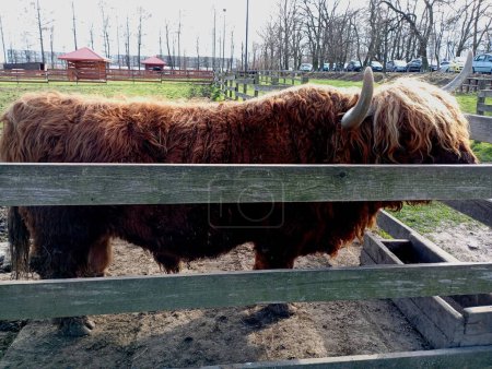 A brown highland cow behind a wooden fence. Scottish highland cow on a farm behind a fence in a livestock pen.