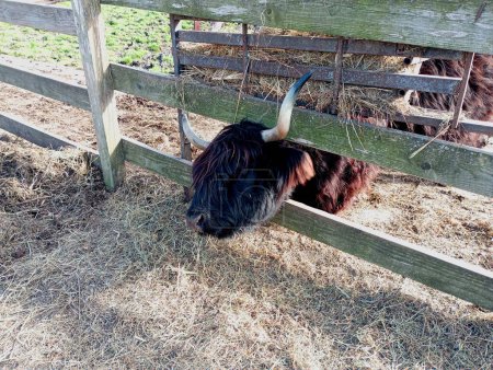 A black highland cow behind a wooden fence stuck its head between the boards of the fence. Scottish highland cow on a farm behind a fence in a livestock pen.