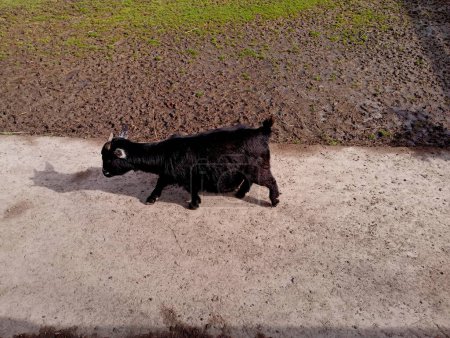 A young black goat walks along a concrete path next to a green lawn. Beautiful pets and their care.
