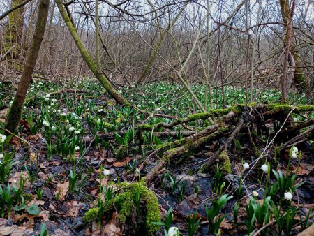 The ground covered with leaves in the forest on which the first white snowdrops grow. The first spring flowers bloomed in the forest clearing with the arrival of spring and warm days.