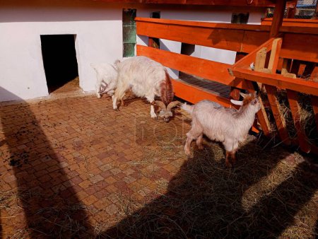 Ein Bauernhof mit Stall mit Ziegen. Schöne weiße Ziegen in einem Gehege für Tiere. Das Tier frisst Heu aus einem speziellen Holzfutterautomaten für Pflanzenfresser.