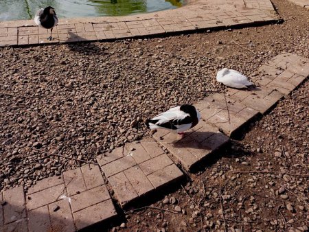 Wildgänse auf Betonwegen in der Nähe eines künstlichen Teichs mit Steinbänken. Das Thema Wildvögel zu Hause halten.