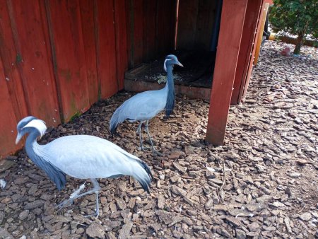 Two gray cranes in the yard near a wooden wall. The topic of wild birds and keeping them at home.