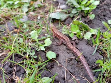 a lizard among the green grass with a long gray tail hid on the background of the soil. Gray viviparous forest lizard.