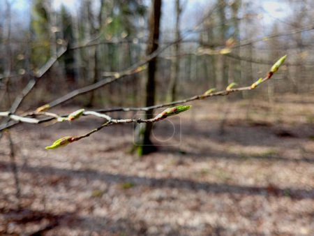 The first loose buds on a tree branch in spring in the forest. Textures and forest natural backgrounds with plants and trees.