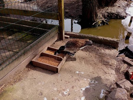 A goose eats from a wooden trough on the background of an artificial pond with stone banks.