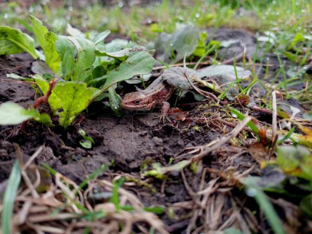 Un lézard vivipare gris parmi l'herbe verte est caché sur le fond du sol gris. Camouflage naturel des animaux à sang froid.