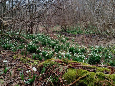 A glade with spring snowdrops in the middle of the forest. Beautiful forest landscape in spring with wild flowers among bushes and old fallen trees on which green thick moss grows.