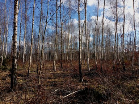 Young birch grove with tall young trees in spring. Beautiful spring nature in a young forest with rhythmic straight trees.
