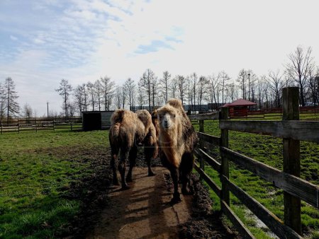 Zwei bucklige Kamele an einem extra dafür vorgesehenen Platz auf einem Bauernhof, der von einem Holzzaun aus Brettern umgeben ist.