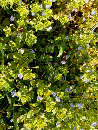 Persische Veronika, Veronica persida ist eine einjährige krautige Pflanze, eine Art der Gattung Veronica aus der Familie der Kochbananen. Textur der ersten Frühlingsblumen mit violetten Blütenblättern und grünen Blättern.