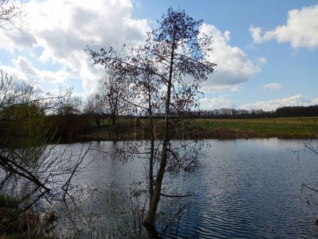 A tree grows in the water of the pond. Spring landscape on a pond with a tree on its banks and spacious banks with a grassy lawn.