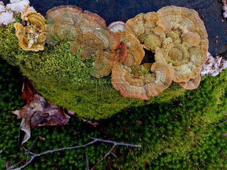 Old mushrooms on a stump covered with forest green moss in the middle of the forest in spring. Beautiful forest textures during a walk in the forest during the day.