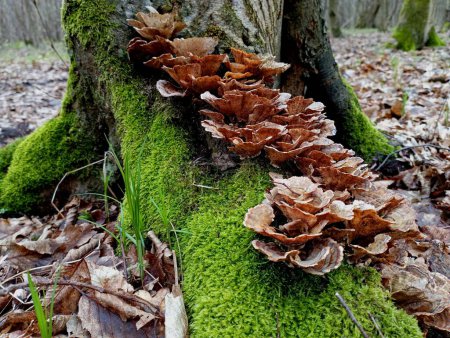 On the roots of the old hornbeam, from the bottom to the top, wood mushrooms grow in a thin line along the root. Forest textures in spring with poisonous mushrooms parasitizing trees.