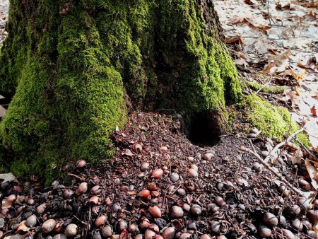 Una montaña de bellotas cerca de la entrada del agujero, y un roedor desconocido que se alimenta de bellotas y recogió reservas de bellotas de roble para el invierno cerca del agujero, una montaña de bellotas.