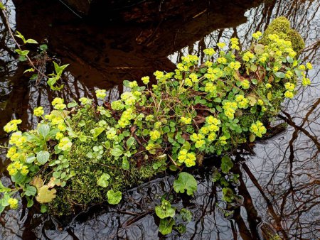 A log covered with moss is lying in the water, on which the flowers of the alternate-leaved yellow sedum are growing, a perennial plant of the family of the scaly family. 