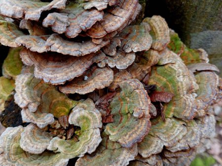 Seta gris vieja cubierta con musgo verde con bordes ondulados de varios niveles en primavera en el bosque. Setas venenosas mientras camina. hongos antiguos que parasitan viejos tocones y árboles.