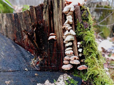 Kleine giftige Pilze auf einem Eichenstumpf, der mit grünem Moos bedeckt ist. Das Thema Wald und natürliche Strukturen. Eine Anzahl kleiner Pilze, die in der Spalte des Stumpfes wachsen.