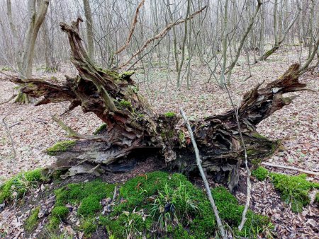 Un vieux tronc de chêne pourri sorti du sol repose sur de la mousse de forêt verte au milieu de la forêt. La structure inhabituelle d'une souche de chêne. milieux de printemps forêt avec mousse verte et vieux bois.