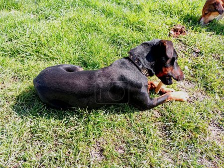 A black hunting dog lies on the green grass and holds a bone with its paws and gnaws on it. A pet dog while eating.