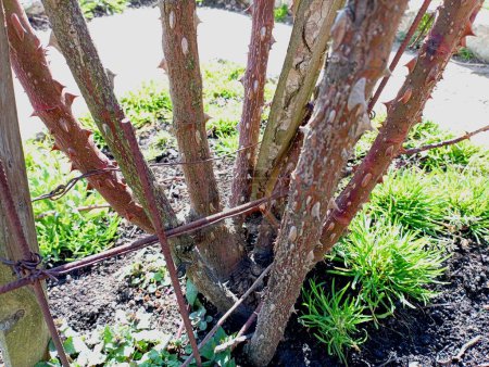 A large rose bush with thorns without leaves on a bed in spring. Growing decorative plants in the garden and caring for them. Rose flowers root system with large thick shoots.
