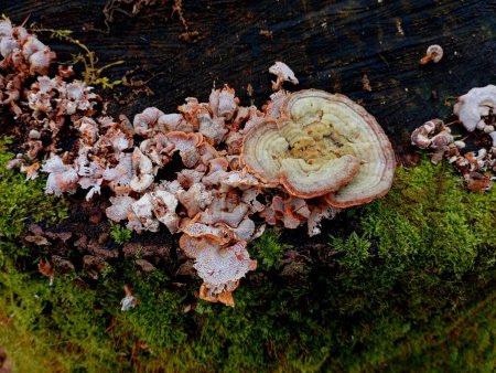 Old white mushrooms on a rotten rotten oak stump covered with green moss in the middle of the forest. The subject of mushroom picking in the spring. Poisonous wood mushrooms that parasitize trees.