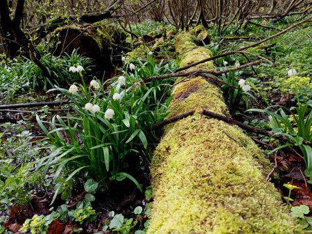 An old trunk of a fallen tree lies in a swamp covered with moss among snowdrops and other swamp plants in spring. Green moss completely covers the entire surface of an old oak log lying in the middle of the forest.