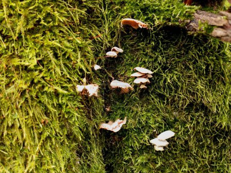 Petits champignons de bois blanc dans la mousse de forêt verte. Un groupe de crapauds sur un vieux tronc d'arbre couvert de mousse dans une forêt printanière.