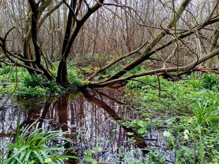 A beautiful tree on the bank of a forest stream. A spring landscape on a reservoir surrounded by snowdrops and other forest flowers and plants. A calm stream with a slow current and clear water.