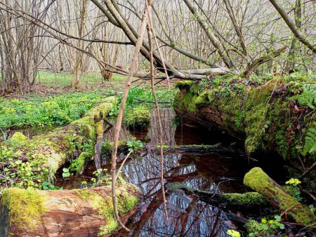 A beautiful forest stream flows in the forest between old tree trunks covered with green moss lying on the ground. Logs overgrown with green moss in the water of a picturesque stream.