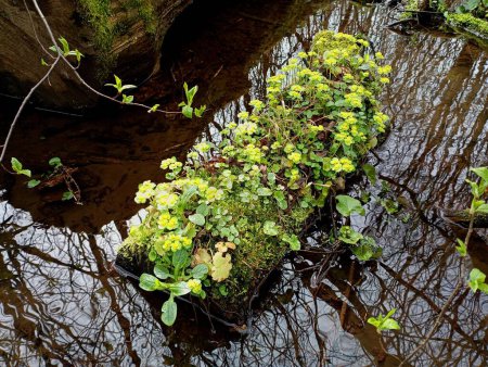 An oak log in the water of a forest stream, on which alternate-leaved sedum grows, covering the entire area of the wood. Beautiful spring background on a forest stream with fresh green plants.