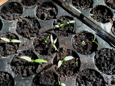 Bell pepper seedlings are grown in special plastic trays with many compartments. Young spring seedlings are prepared for planting on the garden bed.