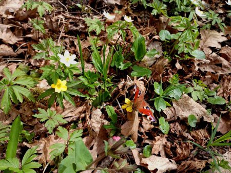 Textur von Schmetterlingen auf Waldfrühling erste Blüten. Textur aus dem ersten Frühling Wald kleine Blüten. Frühlingsblüher.