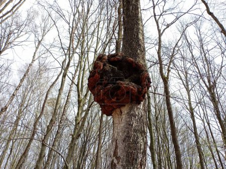 Giant growth on the trunk of a tree in the forest against the background of trees in a birch grove in spring. Unusual natural textures and tree diseases.